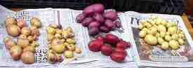 potatoes, selection: gladstone, purple-eyed seedling, heather, red duke of york, arran cairn